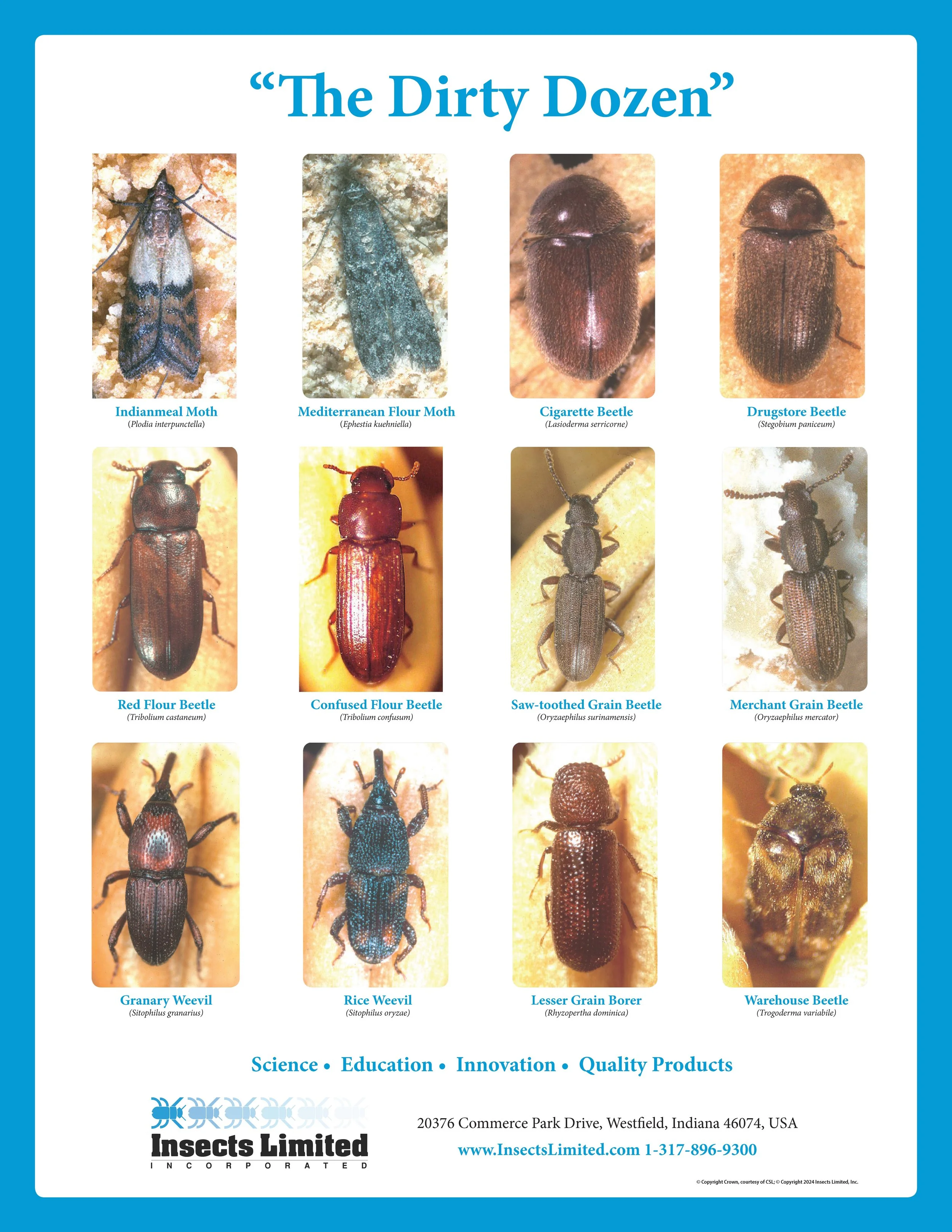 Common Insect Pests Poster